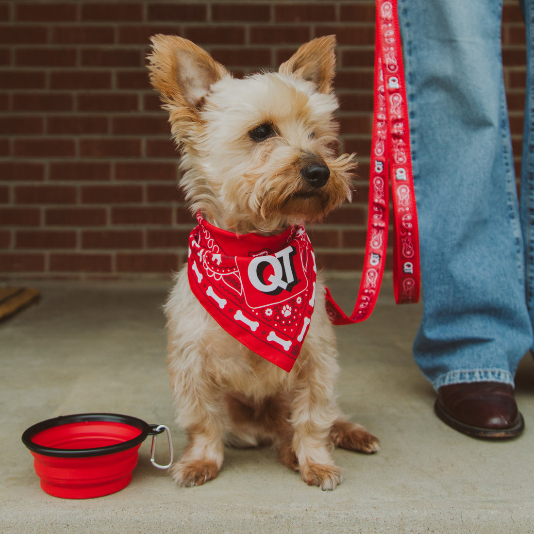 QT Dog Bandana