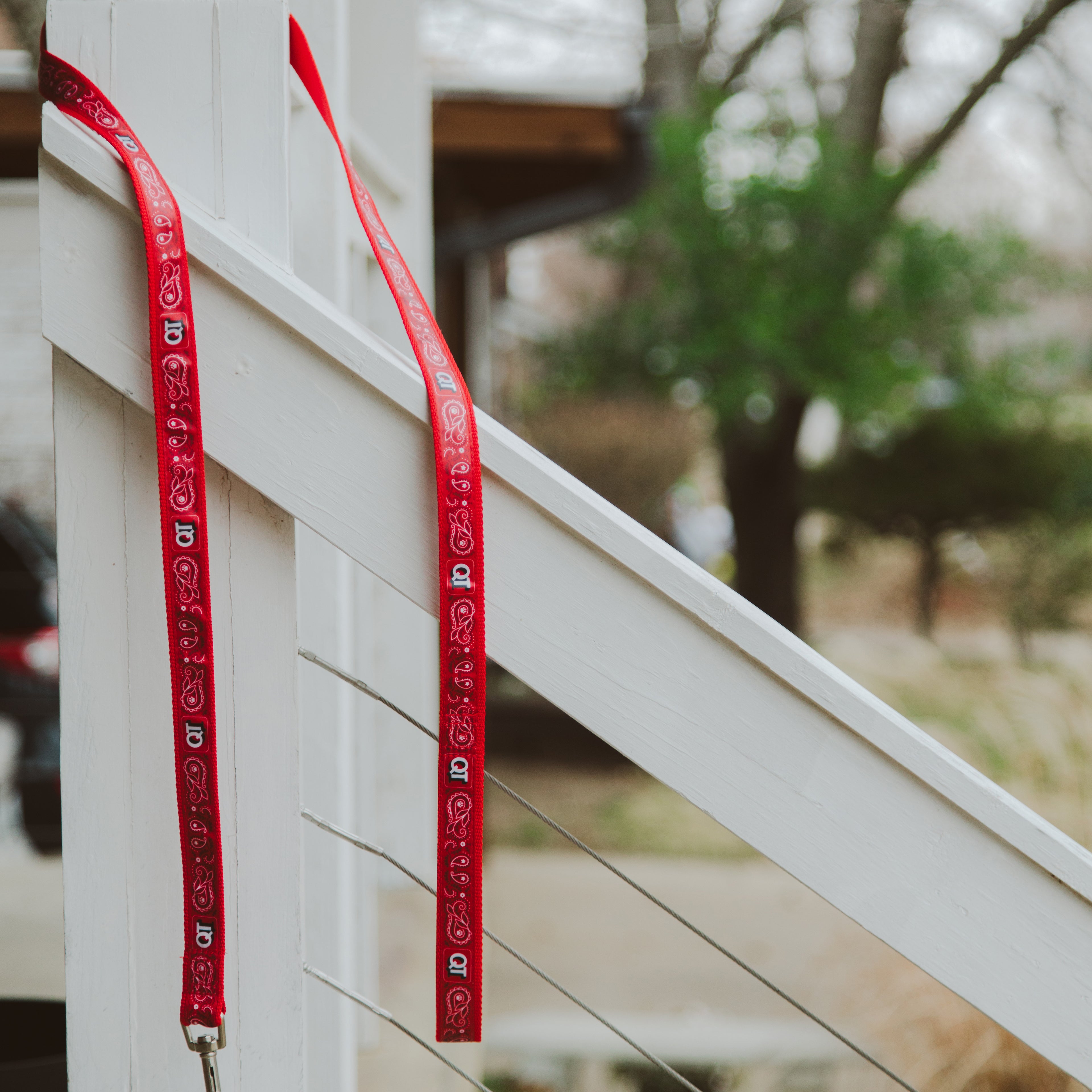 QT Dog Leash