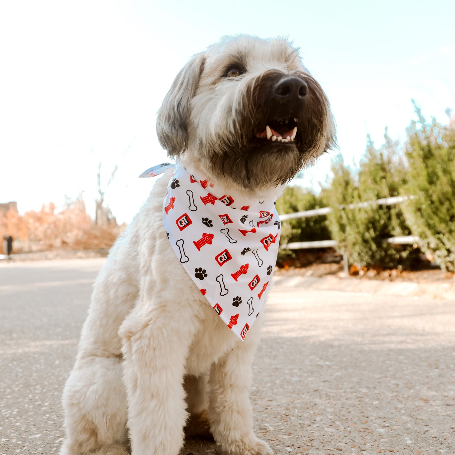 Dog Bandanna